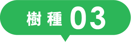 樹種03