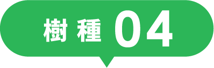 樹種04