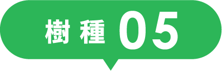 樹種05