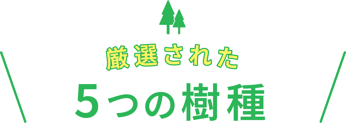 厳選された5つの樹種