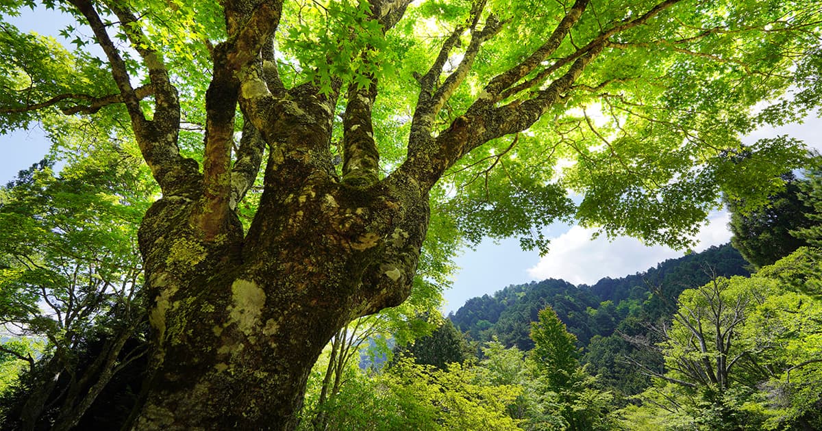 樹の憶、木の能。｜住友林業のリフォーム