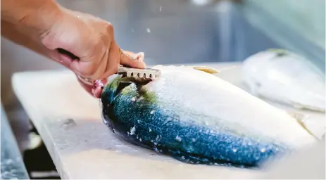 釣った魚をさばく