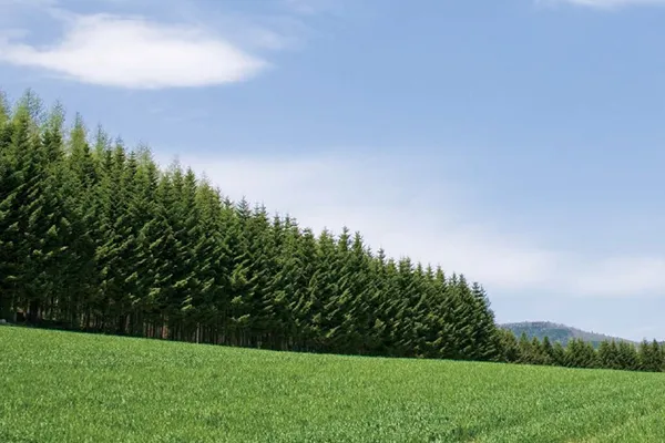 リビング床とデッキ