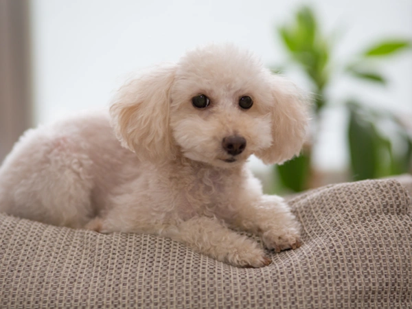 人も動物も快適に!ペットと楽しむ植物・アロマの使い方