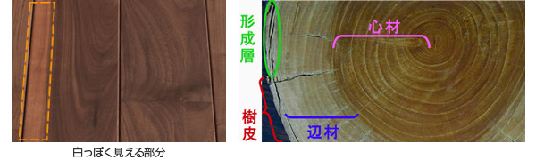 白っぽく見える部分